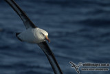 Campbell Albatross a3631.jpg