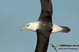 Campbell Albatross a3674.jpg
