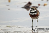 Double_banded_Plover_a9297.jpg
