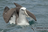 Salvins Albatross a9246.jpg