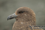 Southern Skua a5292.jpg