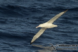 Southern Royal Albatross a3709.jpg
