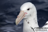 Southern Giant-Petrel 2915.jpg
