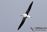 Southern Royal Albatross 3012.jpg