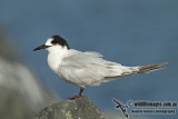 White-fronted Tern a0155.jpg