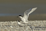 White-fronted Tern a7008.jpg