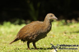 Weka a9828.jpg