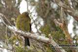 New Zealand Bellbird a6852.jpg