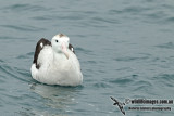 Antipodean Albatross a9034.jpg