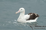 Antipodean Albatross a9114.jpg