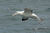 Antipodean Albatross a9209.jpg