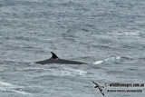 Brydes Whale a0499.jpg