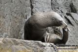 New Zealand Fur-Seal a7596.jpg