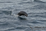 New Zealand Fur-Seal a8846.jpg
