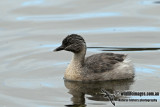 Hoary-headed Grebe a6678.jpg