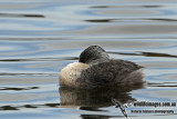 Hoary-headed Grebe a6690.jpg
