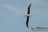 Northern Royal Albatross a8440.jpg