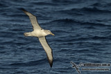 Salvins Albatross a3715.jpg