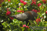 New Zealand Kaka a8350.jpg