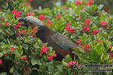 New Zealand Kaka a8369.jpg