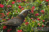 New Zealand Kaka a8384.jpg