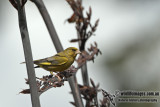 Common Greenfinch a7764.jpg