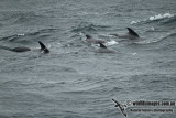 Long-finned Pilot Whale a0942.jpg