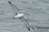 White-capped Albatross a5842.jpg