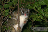 Green Ringtail Possum 7857.jpg