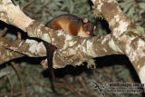 Common Ringtail Possum 8285.jpg