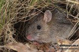 Hastings River Mouse