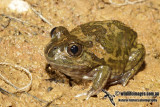 Neobatrachus pictus 3290.jpg