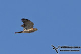 Japanese Sparrowhawk 9693.jpg