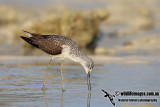 Common Greenshank a0055.jpg