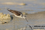 Common Greenshank a9986.jpg