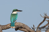 Collared Kingfisher a0232.jpg