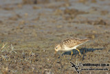 Pectoral Sandpiper a5632.jpg