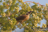 Silver-crowned Friarbird a4571.jpg