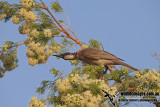 Silver-crowned Friarbird a4650.jpg