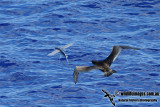 Red-footed Booby a7816.jpg