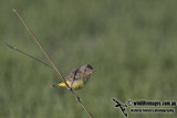 Yellow Chat a1413.jpg