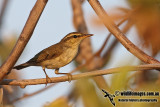 Arctic Warbler a9821.jpg