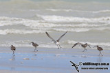 Eurasian Curlew a3084.jpg