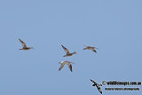 Eurasian Curlew a3096.jpg