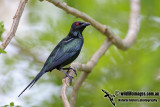 Metallic Starling a6833.jpg