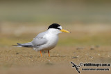 Little Tern 3968.jpg