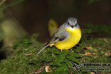 Eastern Yellow Robin 9108.jpg