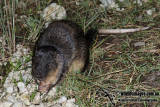 Australian Water Rat 6047.jpg