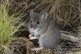 Bush Rat 6655.jpg