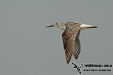 Nordmanns Greenshank a0190.jpg